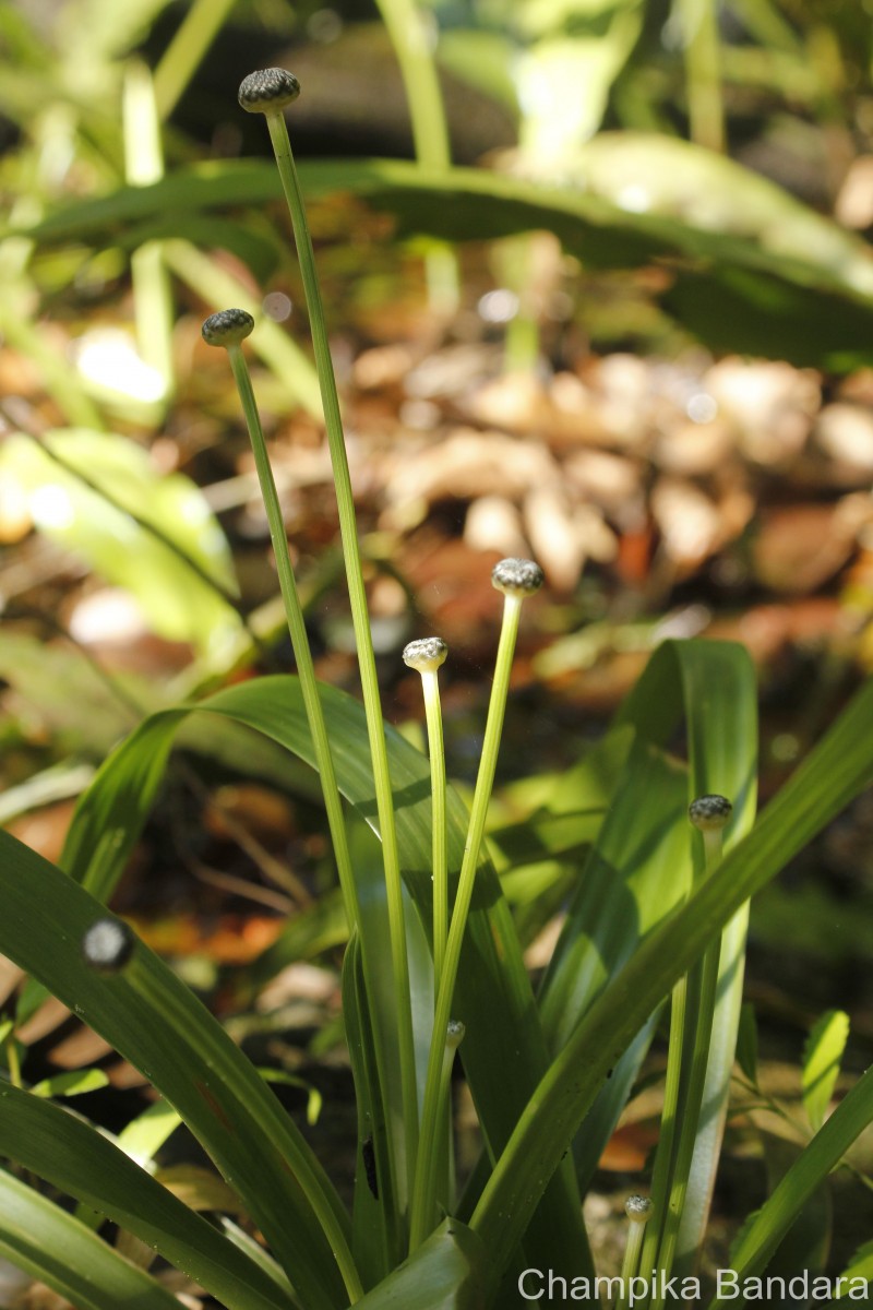 Eriocaulon psammophilum S.M.Phillips